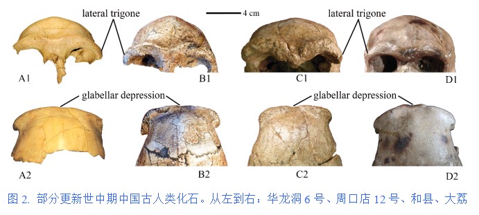 化石|30万年前古人类面容复原！我国学者发现东亚最早具有现代人面部特征的人类化石