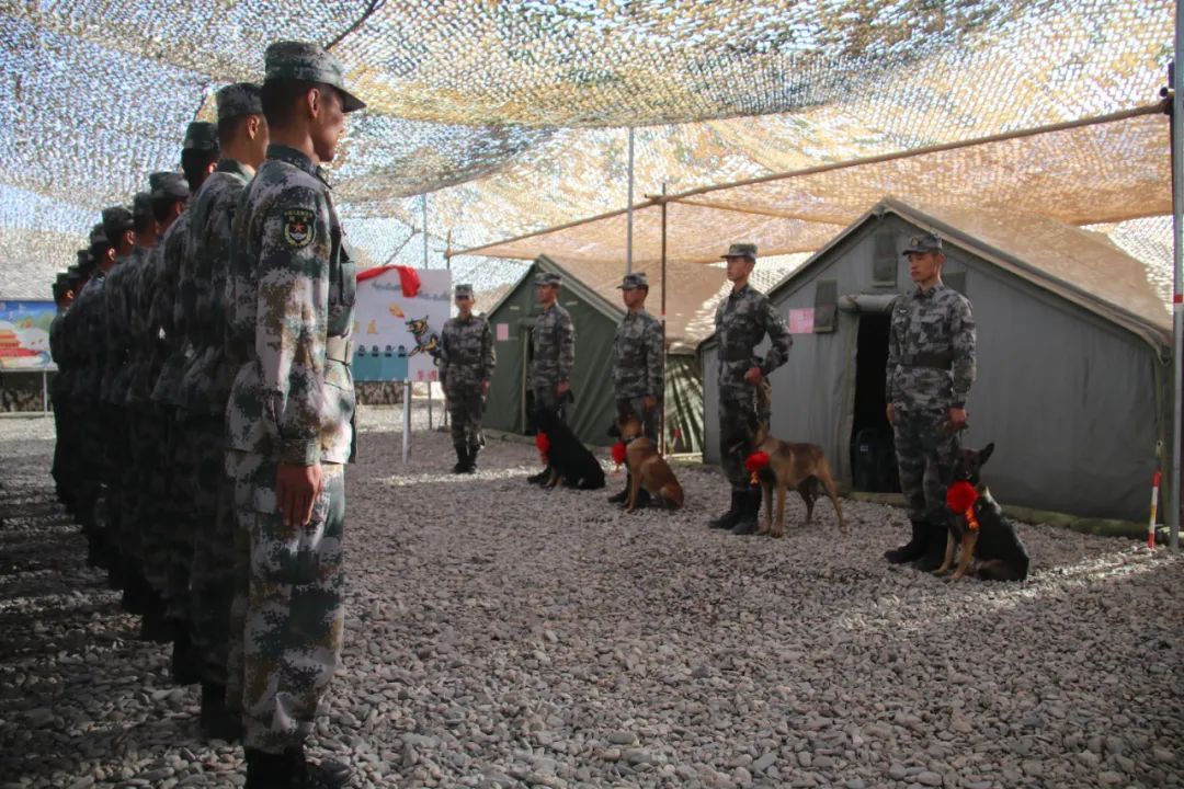 首批军犬编入陆航旅