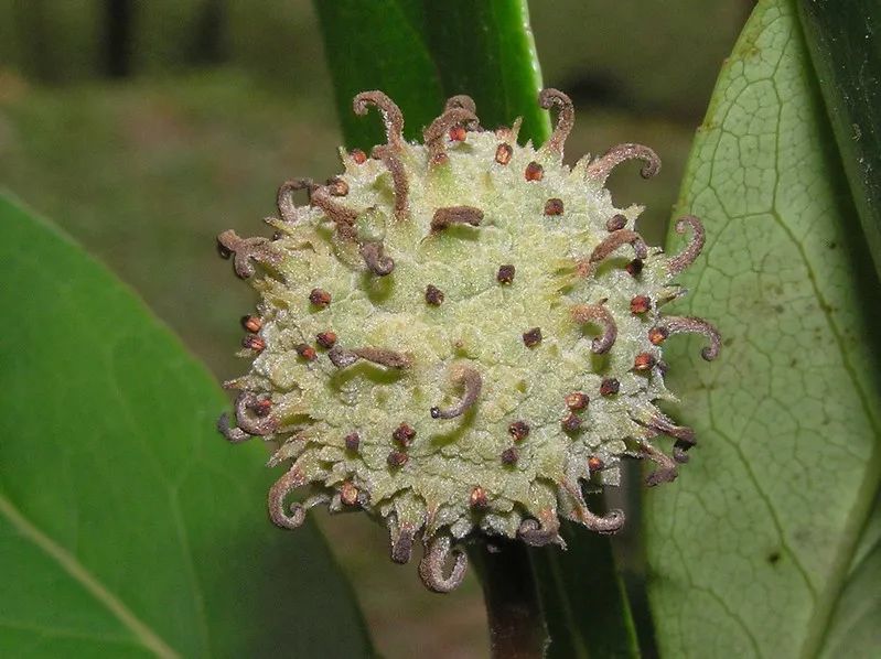 植物|“红于二月花”的霜叶，究竟是什么树？