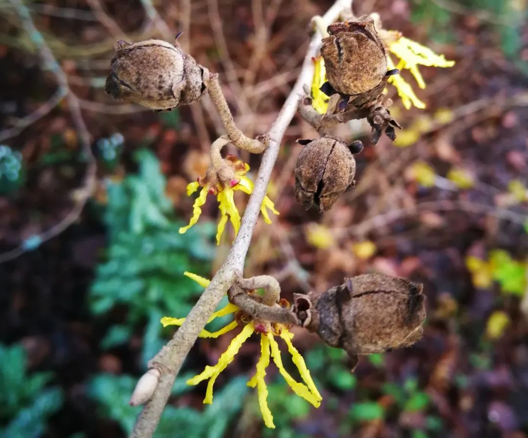 植物|“红于二月花”的霜叶，究竟是什么树？