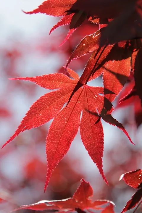 植物|“红于二月花”的霜叶，究竟是什么树？