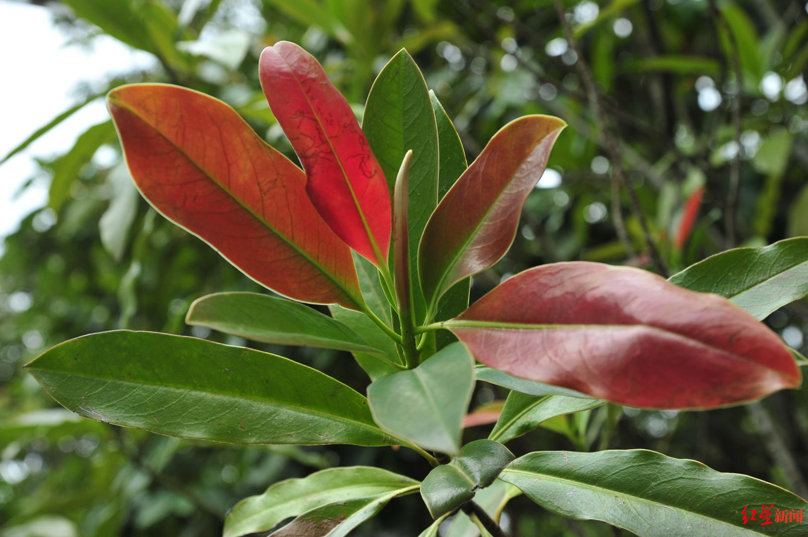 cop15珍稀植物篇华盖木植物界的大熊猫在北回归线回归