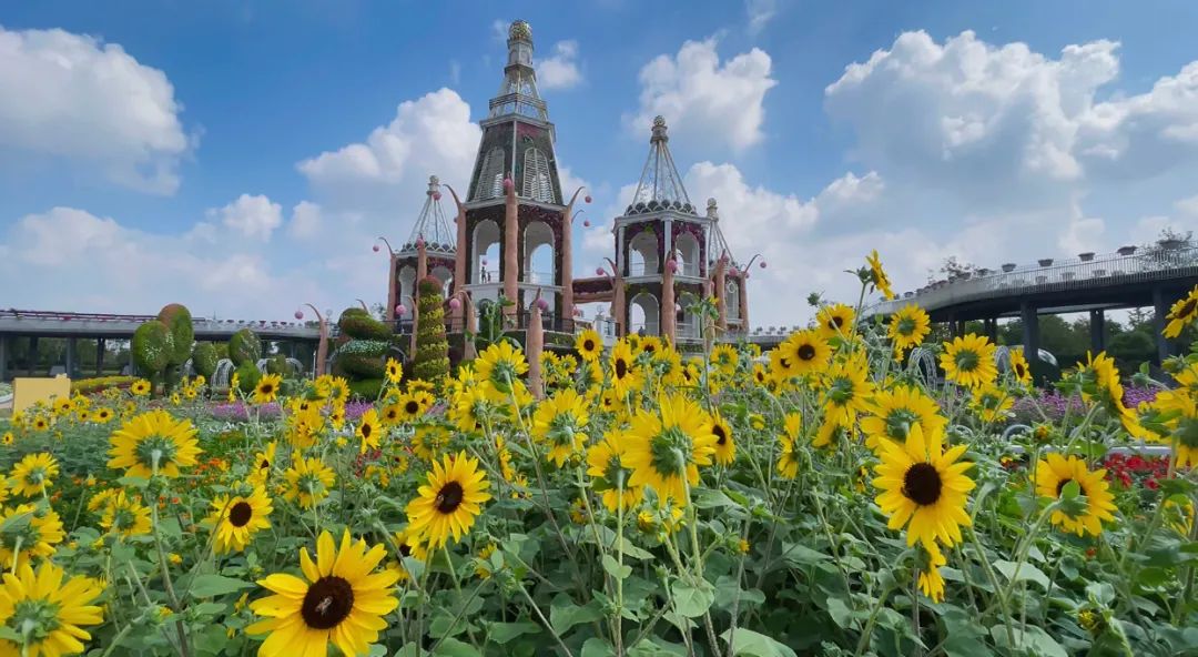 快看上海这些公交站附近惊现大片花海一看就想拍照发朋友圈