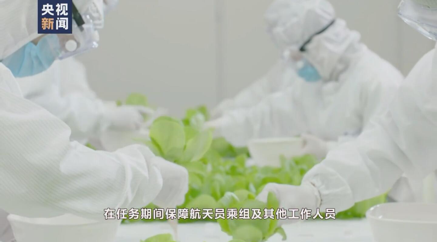 央视新闻|航天员出征前吃的青菜哪里来？走进东风航天城“蔬菜工厂”