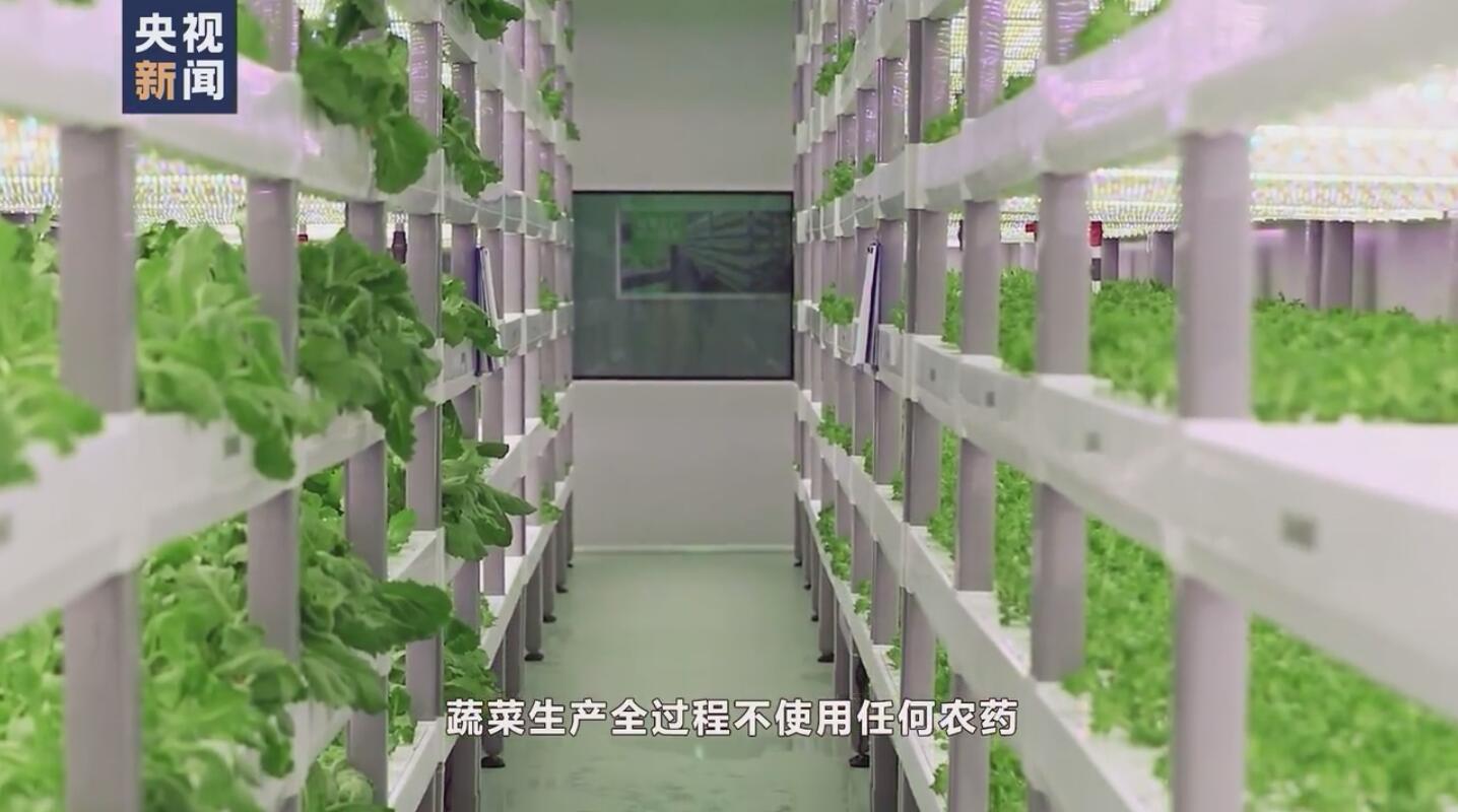 央视新闻|航天员出征前吃的青菜哪里来？走进东风航天城“蔬菜工厂”