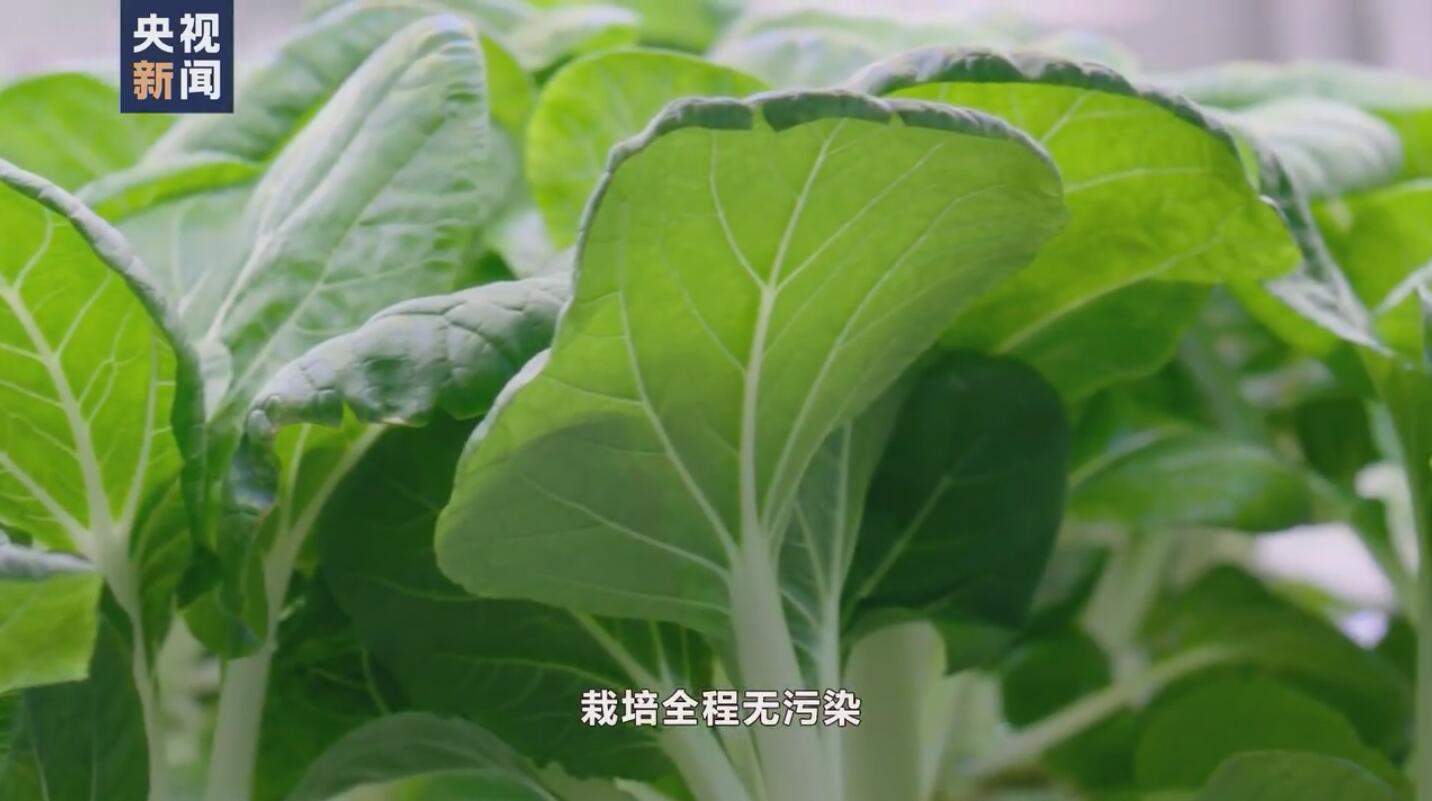 央视新闻|航天员出征前吃的青菜哪里来？走进东风航天城“蔬菜工厂”