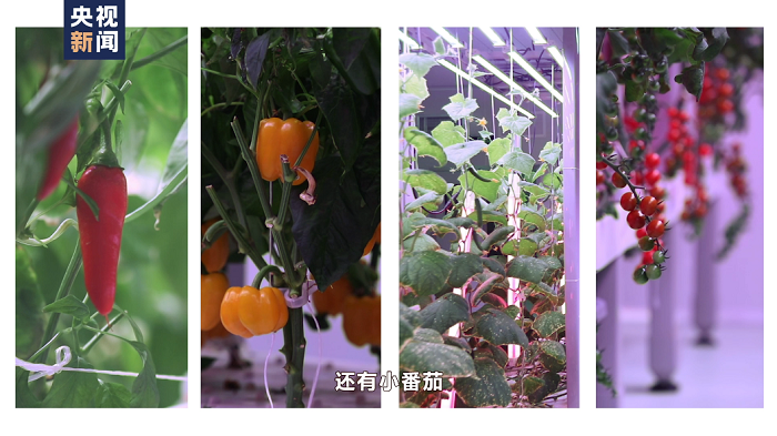 央视新闻|航天员出征前吃的青菜哪里来？走进东风航天城“蔬菜工厂”