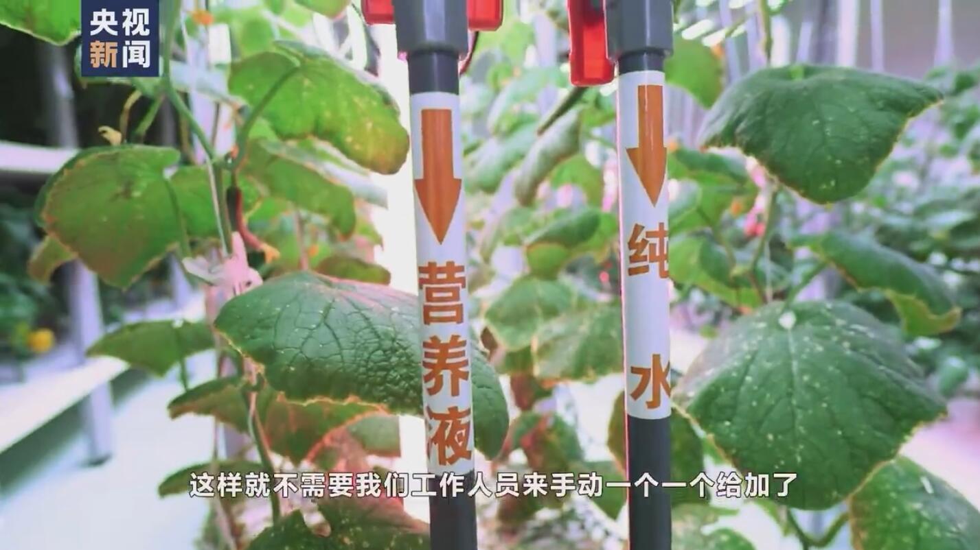 央视新闻|航天员出征前吃的青菜哪里来？走进东风航天城“蔬菜工厂”