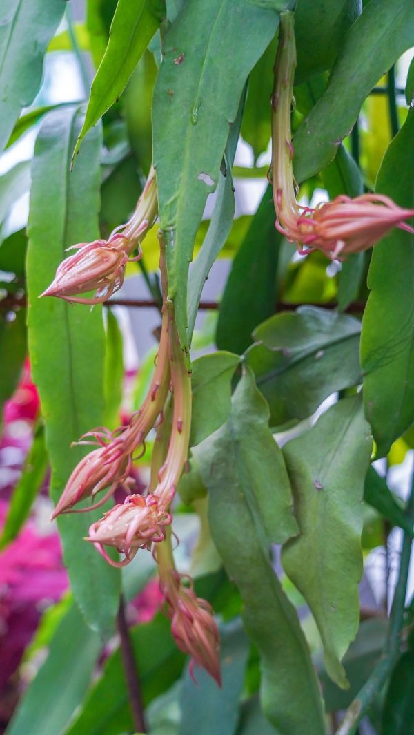 可以黑发的何首乌开花竟又白又仙