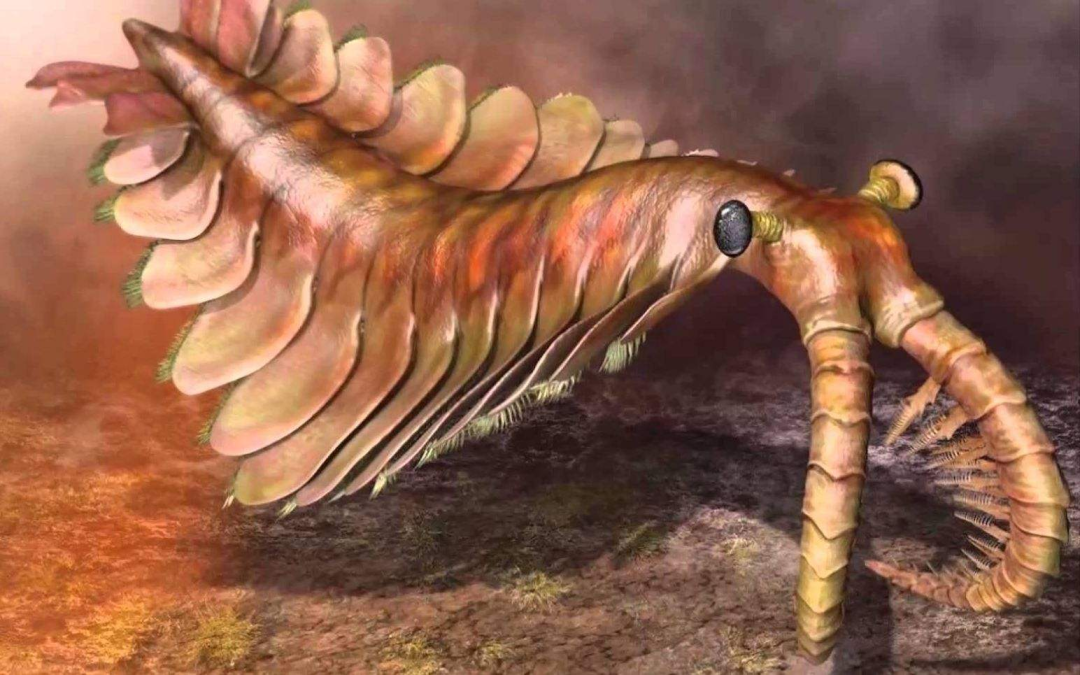 房角石|教你如何打败地球历史上的生物霸主