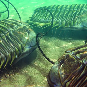 房角石|教你如何打败地球历史上的生物霸主