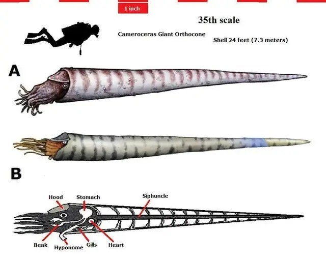 房角石|教你如何打败地球历史上的生物霸主