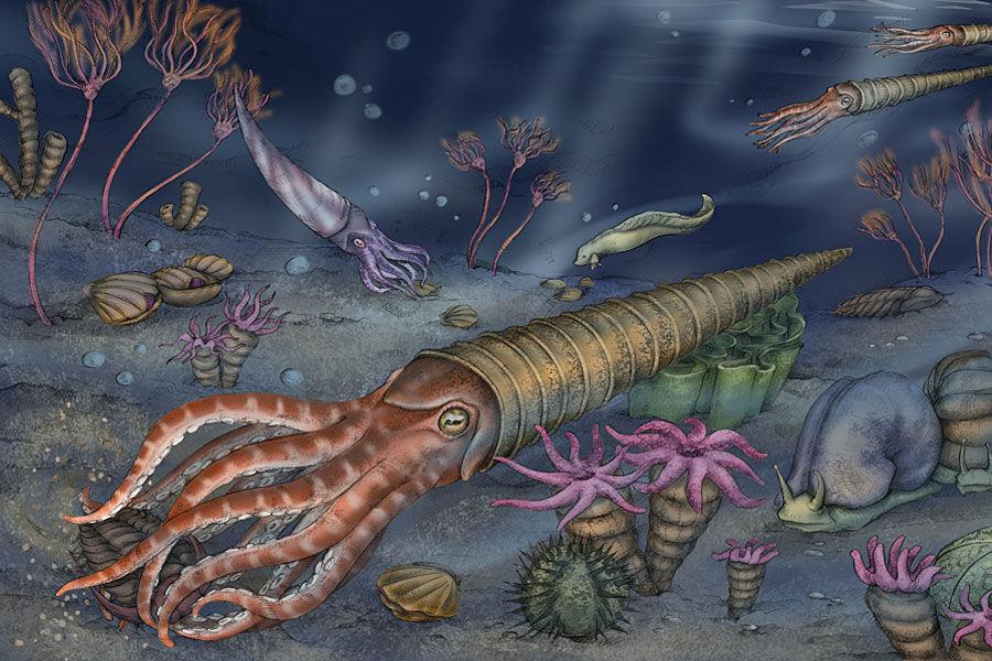房角石|教你如何打败地球历史上的生物霸主