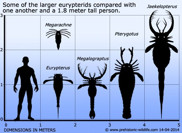 房角石|教你如何打败地球历史上的生物霸主