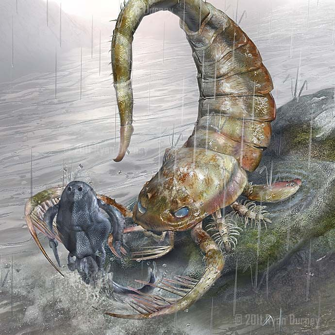 房角石|教你如何打败地球历史上的生物霸主