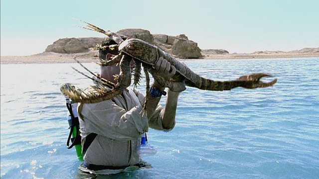 房角石|教你如何打败地球历史上的生物霸主