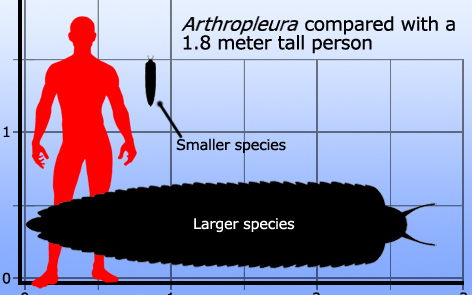房角石|教你如何打败地球历史上的生物霸主