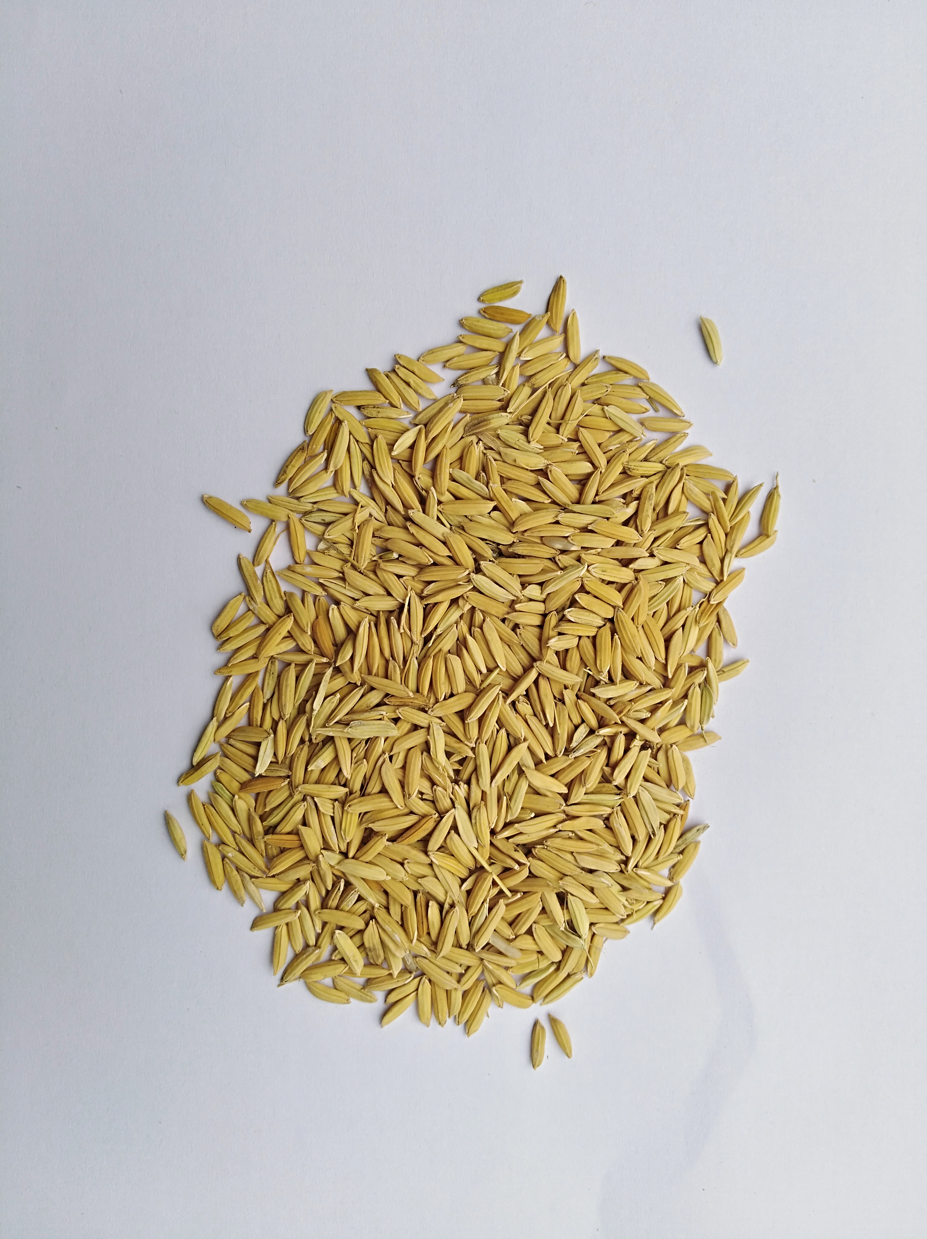 水稻种子臻富稻1624图片