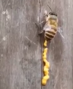 蜜蜂|看完蜜蜂拉粑粑，我放下了手里的蛋黄酱