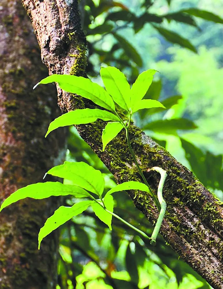 扁担藤野生水壶王莲原产于南美洲的热带地区,具有世界水生植物中最