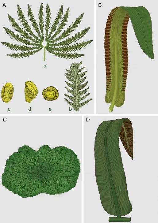 植物|最新研究揭示真蕨植物对三叠纪末生物大灭绝事件的响应模式