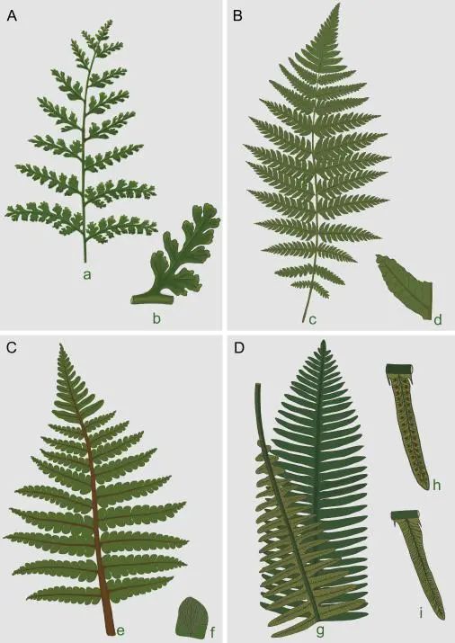 植物|最新研究揭示真蕨植物对三叠纪末生物大灭绝事件的响应模式