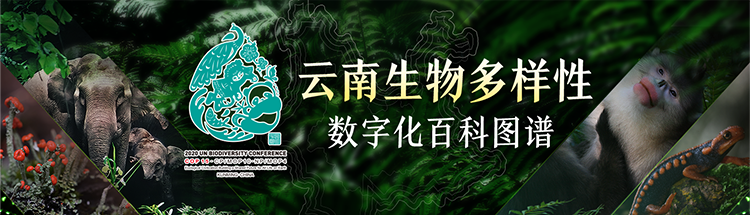 啄木鸟|【云南生物多样性数字化百科图谱】大斑啄木鸟：亦正亦邪，我对自己的定位好纠结