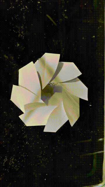 生活|有了这朵花，还怕双十一独自过吗？| 正经玩