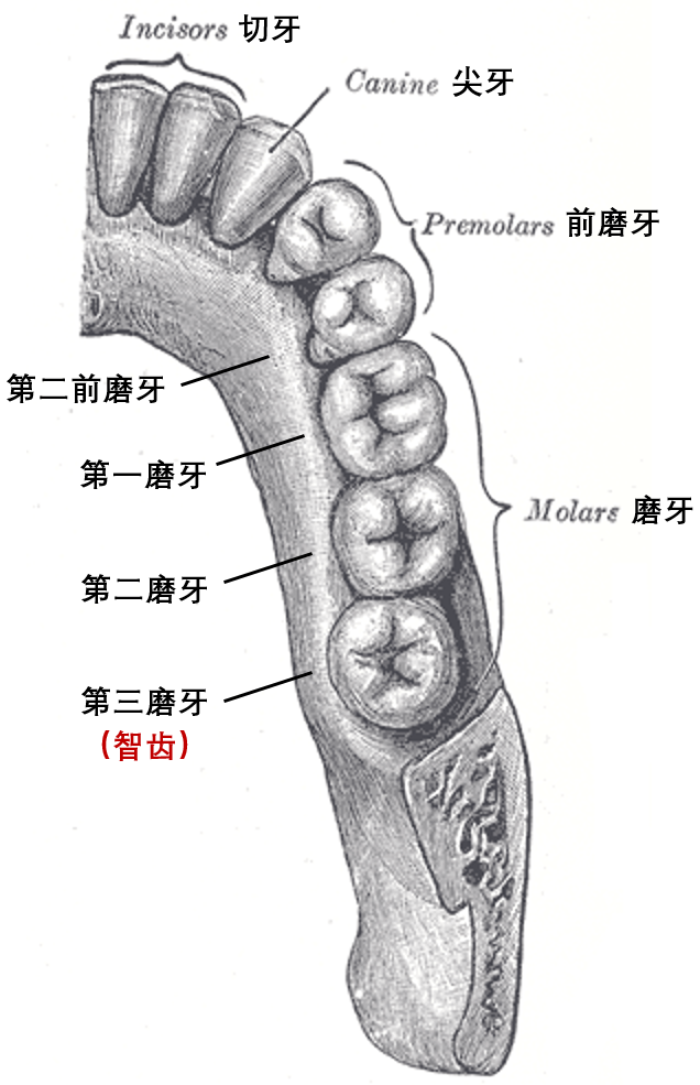 智齿|你为何20岁才长智齿？这可能是人类长寿的代价