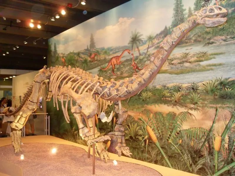 禄丰龙之后的恐龙开始有体型增大的趋势 