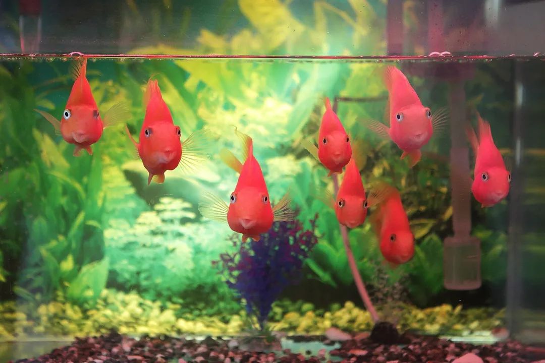 鳄雀鳝|这条观赏鱼有多猛？鳞可以做铠甲，想吃要用斧头砍