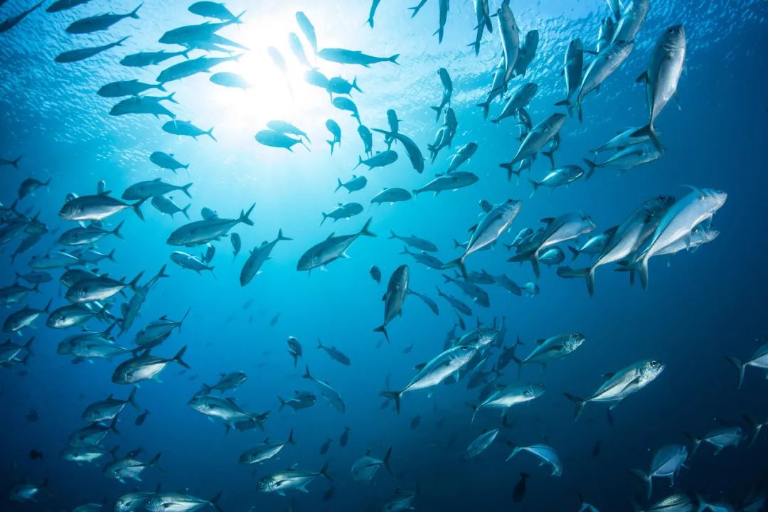 冰箱|冰面下的鱼会觉得冷吗？冰箱里的鱼呢？