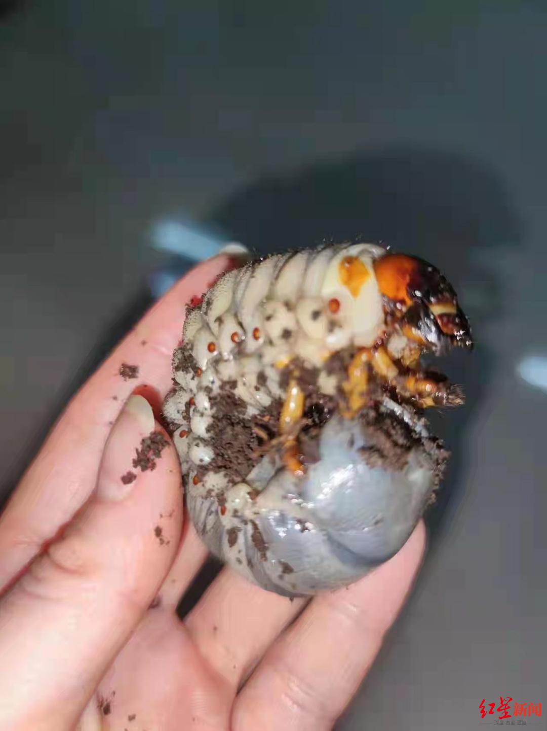 首次!青城山发现世界最大的长臂金龟"阳百万"自然繁育幼虫