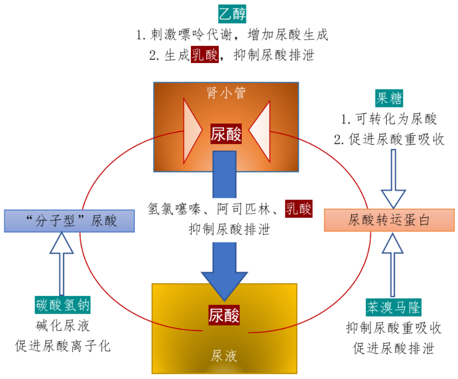 痛风到底可不可以吃豆制品痛风选什么降尿酸药比较好