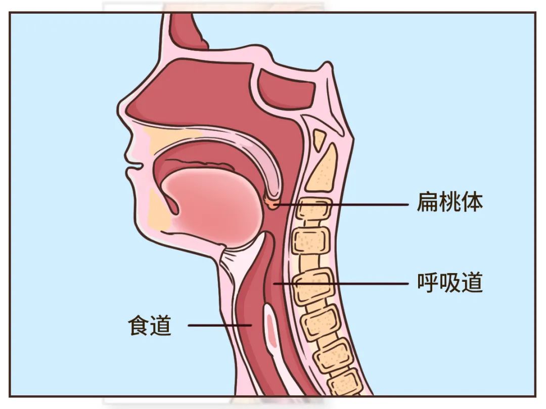 是食道和呼吸道的共同关口咽喉扁桃体并非一无是处然而