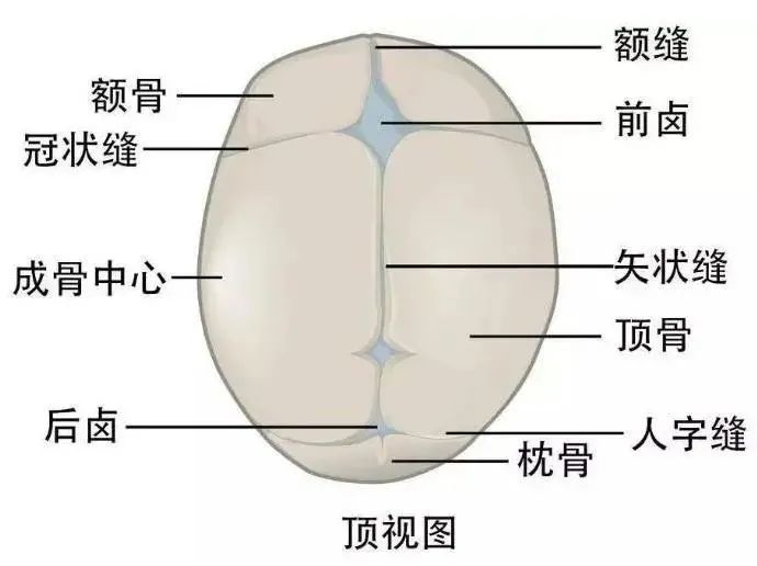 为了能顺利娩岀，颅骨缝没有闭合，在产道挤压之下骨缝能够重合从而顺利