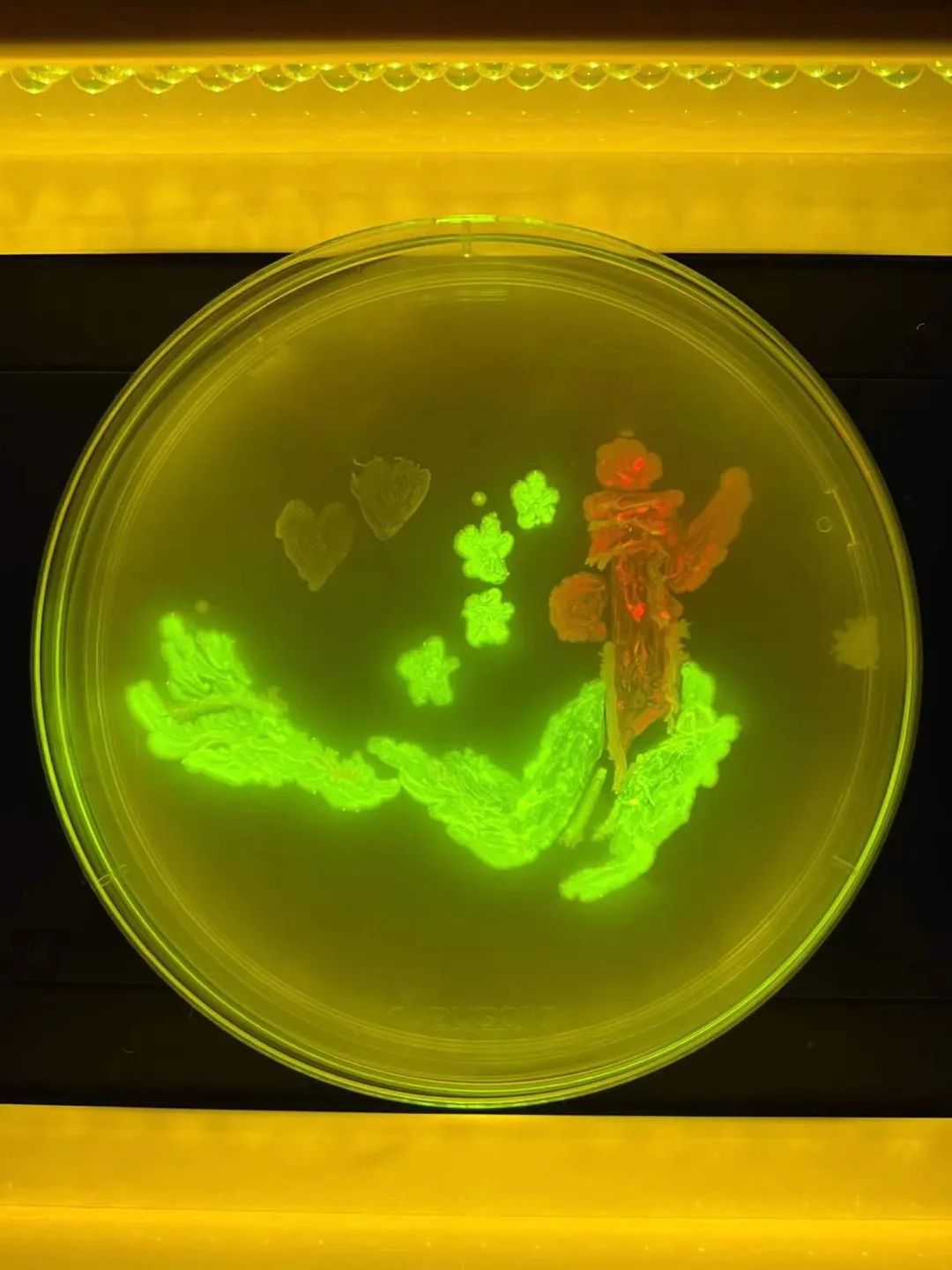 医学微生物绘图大赛图片