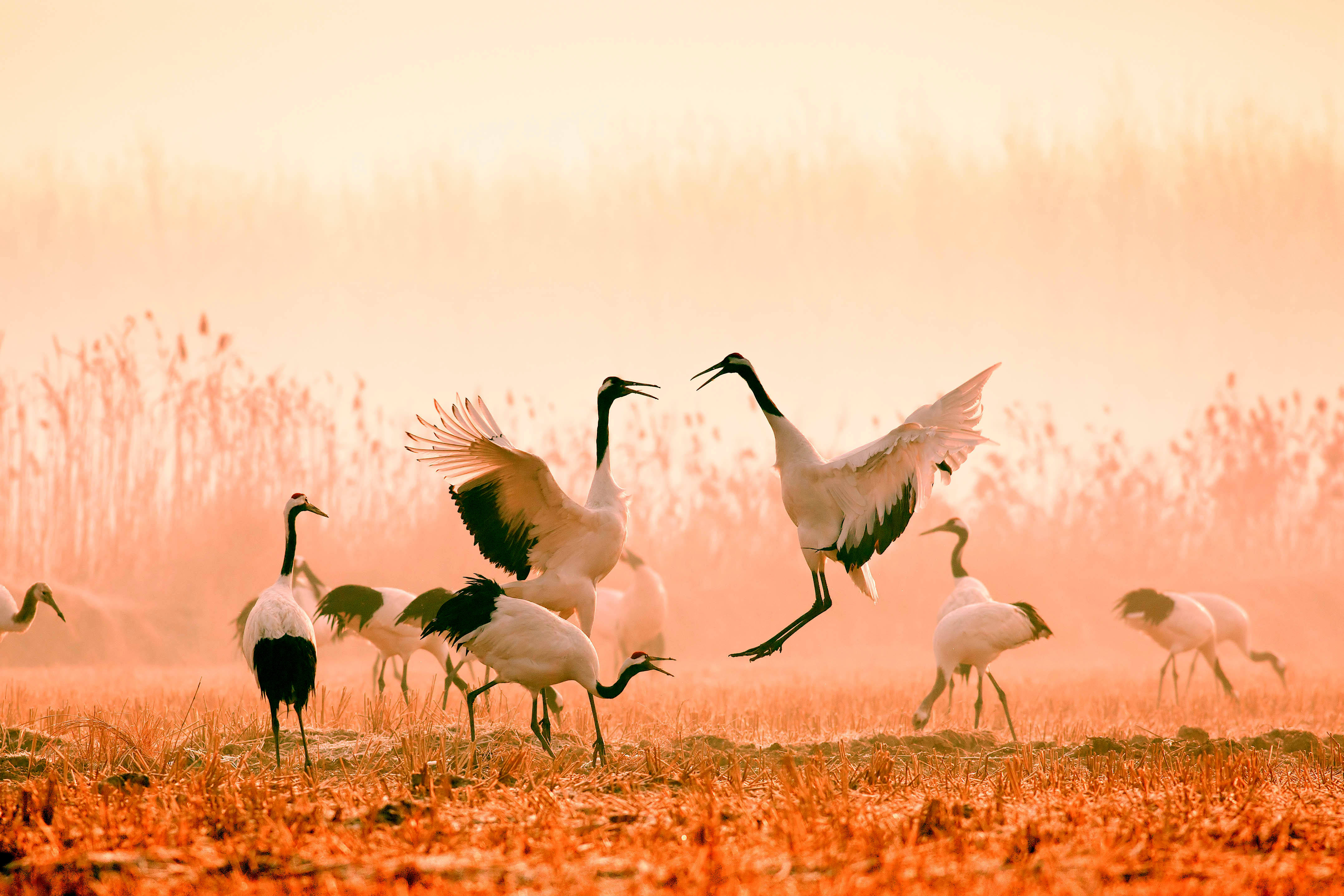 3盐城沿海滩涂湿地每年都吸引珍禽丹顶鹤越冬 场面壮观,风景美_副本.
