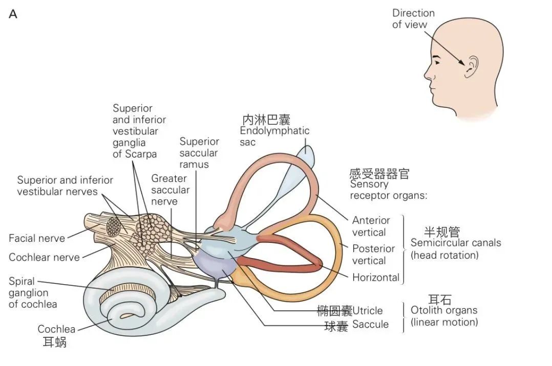 在前庭系统中,有个叫半规管的器官,由三种半圆形的管道组成,负责感知