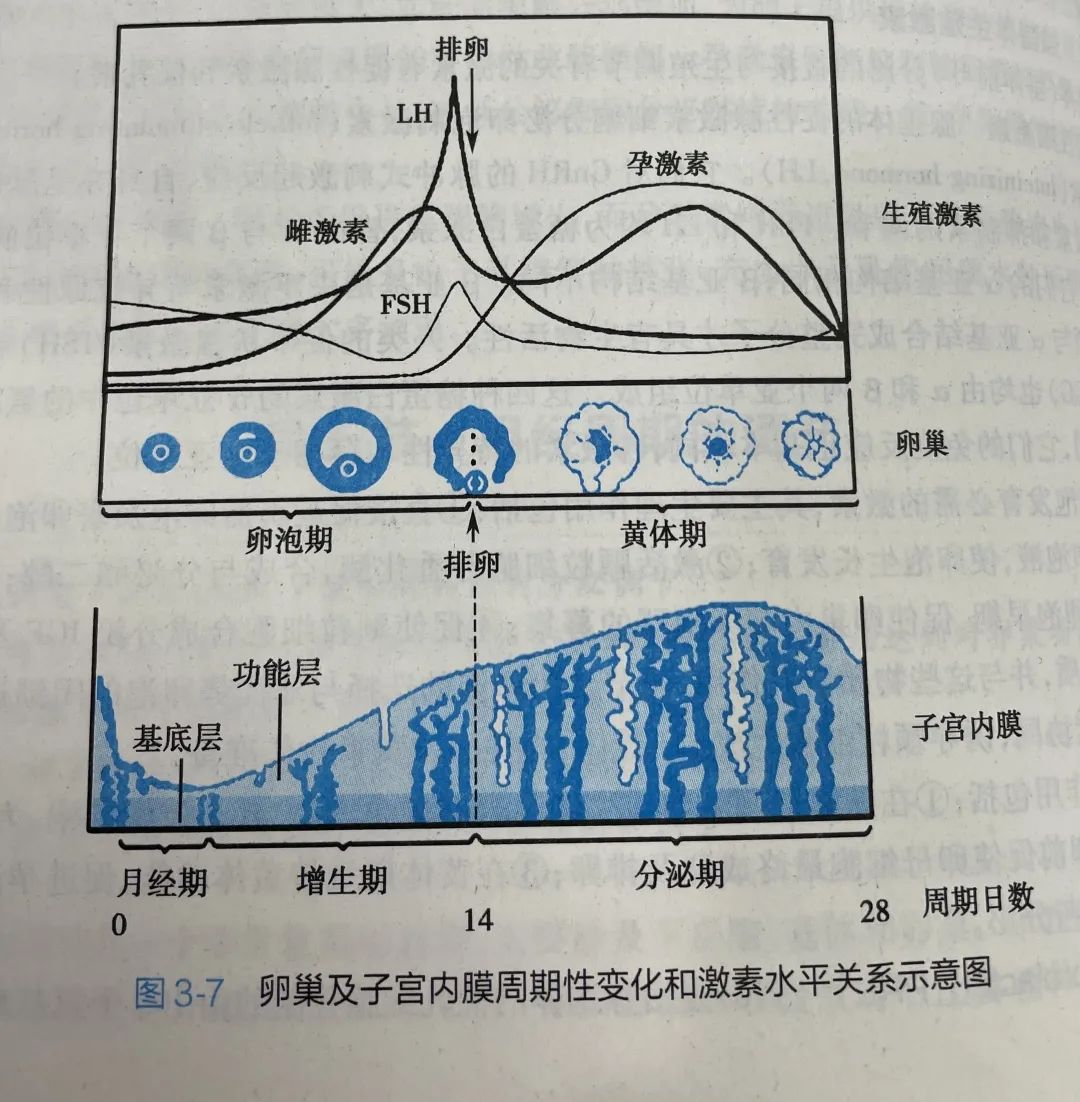 黄体酮的位置示意图图片