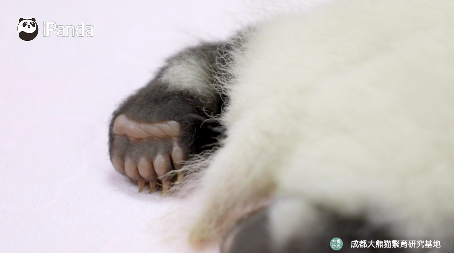 熊猫宝宝的爪爪有多可爱
