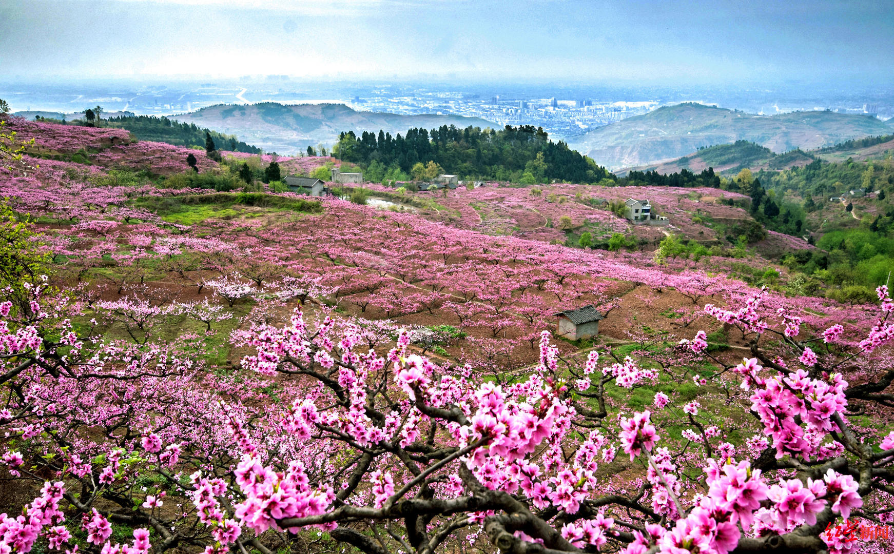 桃花故里玩法5:到洛帶古鎮深度旅遊,研學,品味客家文化.