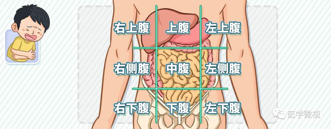 如下图所示:我们可以将腹部分为九个区域,类似九宫格一样,医学上称为