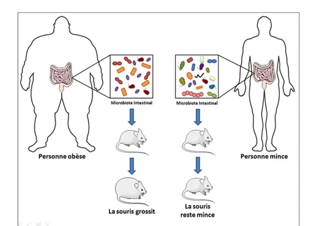 利用人体肠道微生物定植,改变了小鼠体型  图/wikipedia然而,这一药物