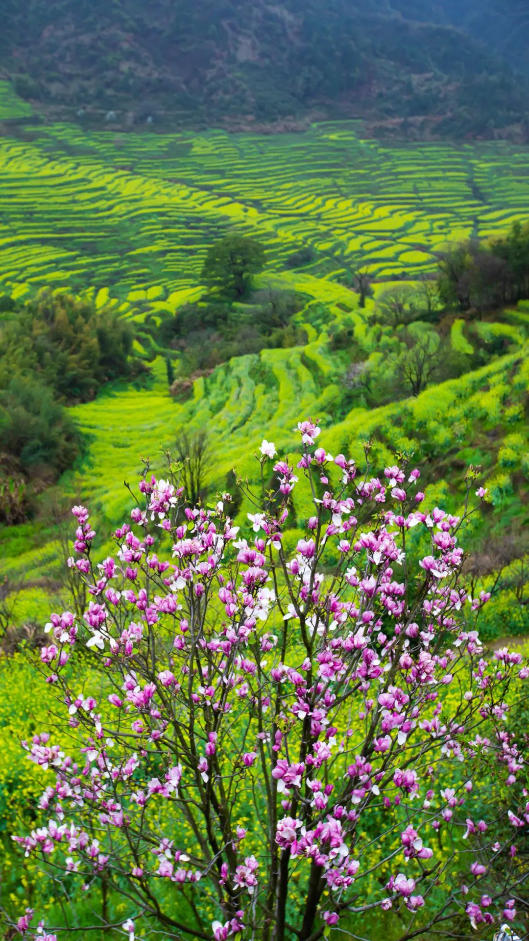 云赏婺源美景在那百花争艳的地方随手一张都是壁纸