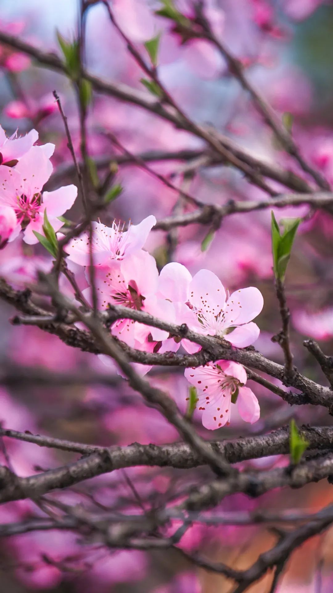 云赏婺源美景在那百花争艳的地方随手一张都是壁纸