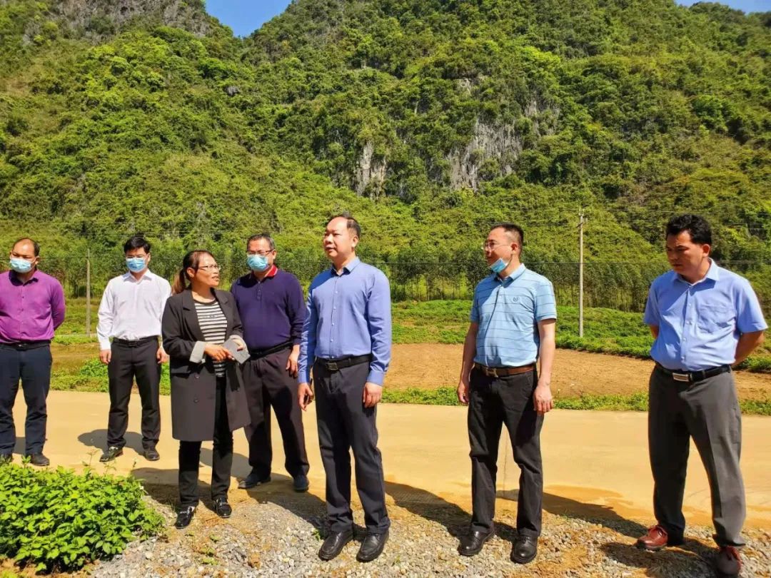 当天,韦佳首先来到位于周鹿镇双联村的广西粮冠农业科技有限公司水稻