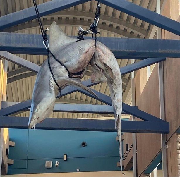 美国佛罗里达州一所高中的工作人员在校园内发现一条巨大的鲨鱼被吊在