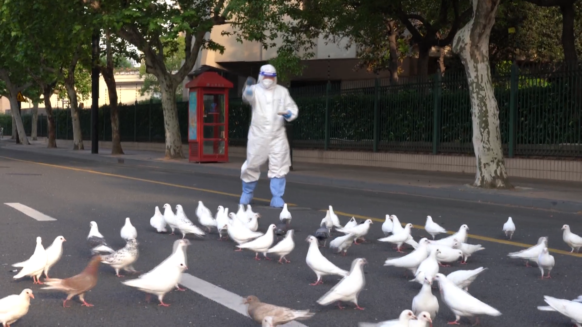 封控渐久白鸽断粮 辖区民警暖心投喂[00_00_43][20220510-160918].png