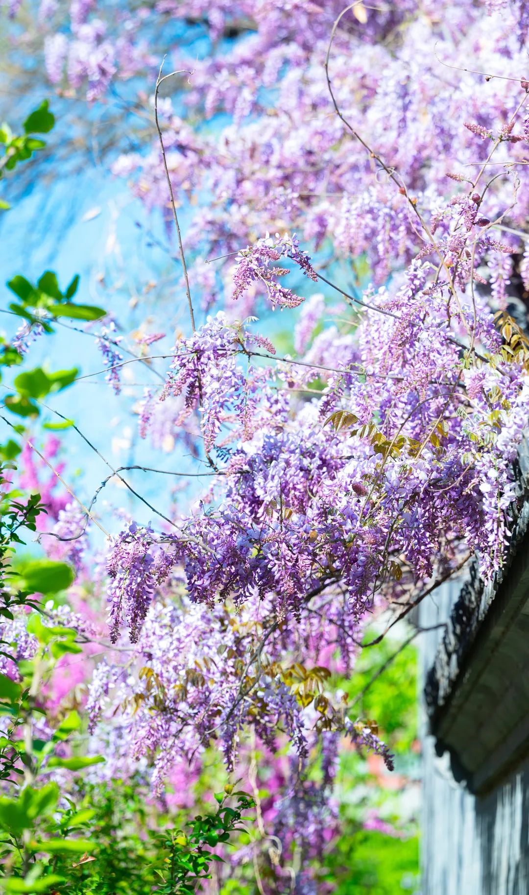 北大的紫藤萝瀑布万花灿烂生生不息